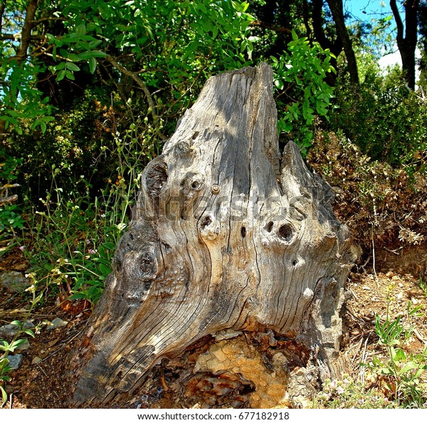 Lonely Decorative Tree Stump Decoratively Located Stock Photo