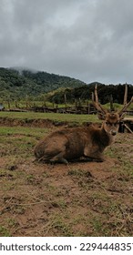lonely deer in open captivity