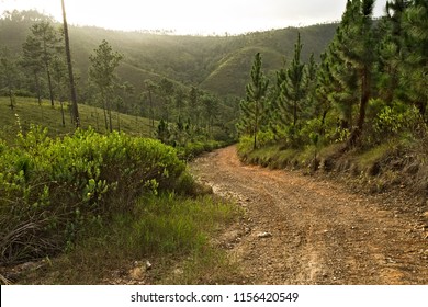 Lonely Dirt Roads In Mountain Pine Ridge, Belize 