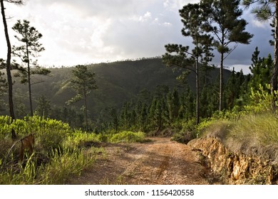 Lonely Dirt Roads In Mountain Pine Ridge, Belize 