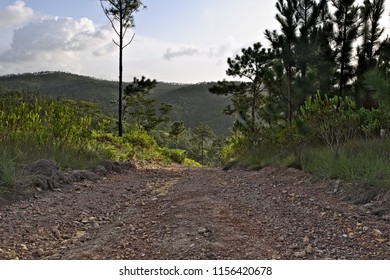 Lonely Dirt Roads In Mountain Pine Ridge, Belize 