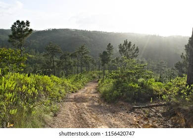 Lonely Dirt Roads In Mountain Pine Ridge, Belize 