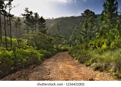 Lonely Dirt Roads In Mountain Pine Ridge, Belize 