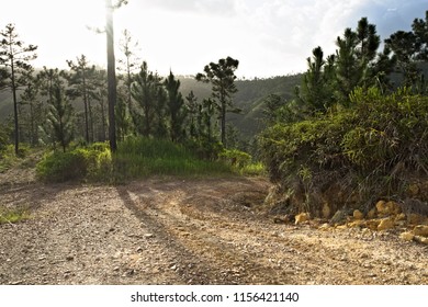 Lonely Dirt Roads In Mountain Pine Ridge, Belize 