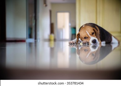 Lonely Dog