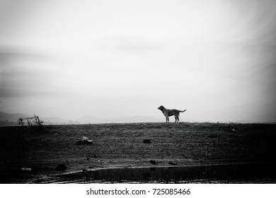 Lonely Dog