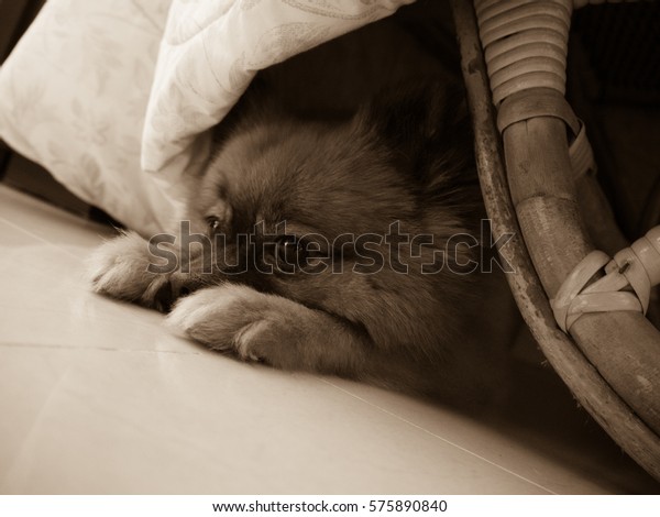 Lonely Dog Stock Photo Edit Now 575890840 Lonely Dog Stock Photo Edit Now 575890840