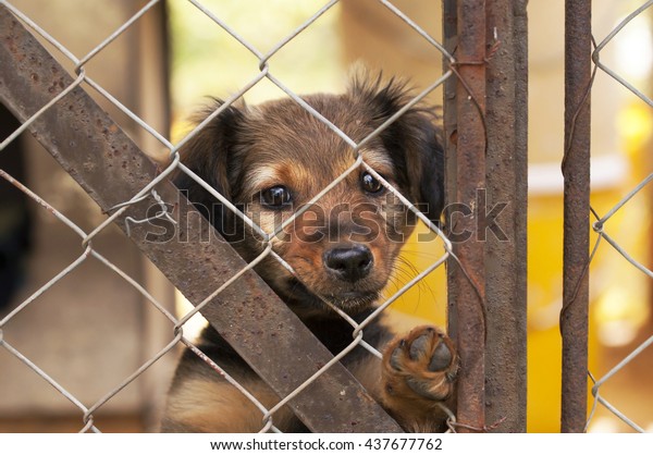Lonely dog puppy looking\
behind a fence