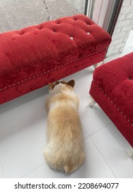 Lonely Dog And The Red Couch,Chonburi Thailand.