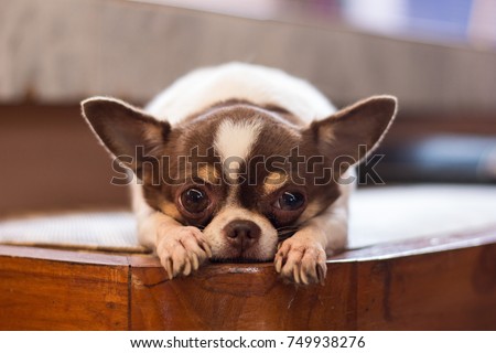 Lonely dog, red nose chihuahua dog