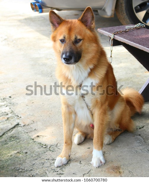 Lonely Dog Sitting Waiting Owner Concept Stock Photo Edit