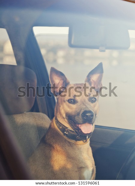 Lonely dog waiting in the\
car