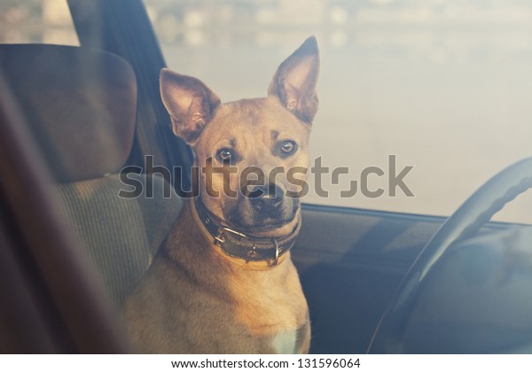 Lonely dog waiting in the\
car