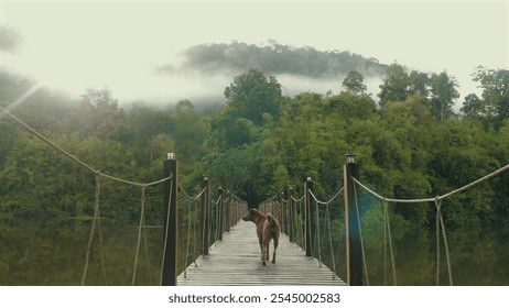 Lonely dog walking on wooden suspension bridge over misty forest river, peaceful and serene natural landscape, soft light, foggy atmosphere, exploration and solitude. - Powered by Shutterstock