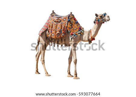 The lonely domestic camel isolated on white