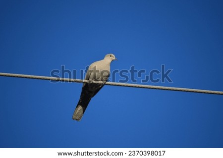 Lonely dove sitting on the wire, deep blue sky in the background