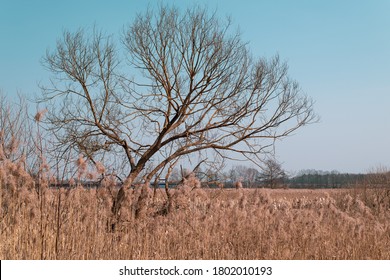 Lonely dry tree in a field of tall dry grass. Belarusian spring landscape.