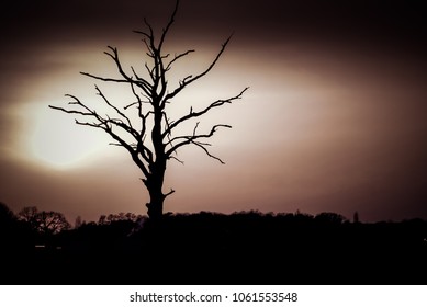 lonely dry tree at sunset