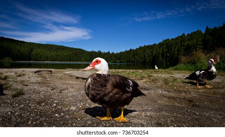 Lonely duck