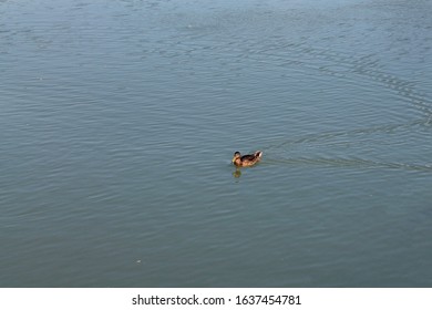 Lonely duck swims in the water - Shutterstock ID 1637454781