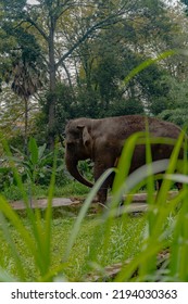 A Lonely Elephant In A Quiet Forest