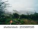 A Lonely Evening by the Forest Campfire - Embracing the Beauty of Nature in madeira. High quality photo