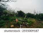 A Lonely Evening by the Forest Campfire - Embracing the Beauty of Nature in madeira. High quality photo