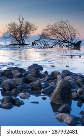 Lonely fallen tree on the background of the sea, overturned tree in water at sunrise