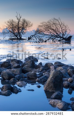 Lonely fallen tree on the background of the sea, overturned tree in water at sunrise