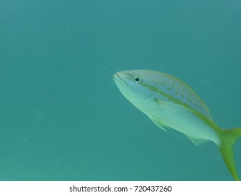 lonely fish