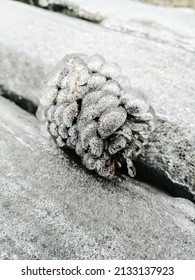 Lonely Frosty Pinecone On A Park Bench In Winter