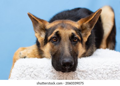 A Lonely German Shepherd Resting. Sad Ill Sick Dog