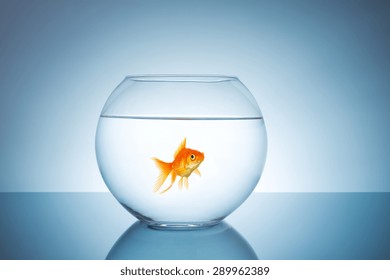Poisson Rouge Hd Stock Images Shutterstock Poisson Rouge Hd Stock Images Shutterstock