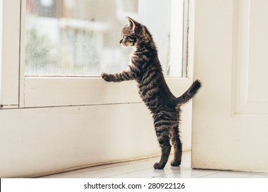 Cat Looking Out Window Images Stock Photos Vectors Shutterstock