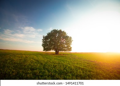 Lonely green oak tree in the field - Powered by Shutterstock