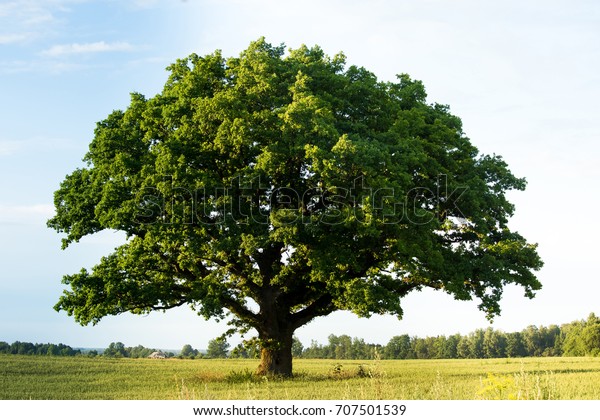 165,078 Strong Tree Images, Stock Photos & Vectors | Shutterstock