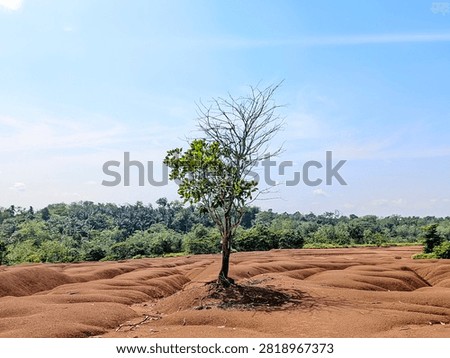 Lonely Half Dead Tree Standing on Red Sandy Landscape Under Blue Sky