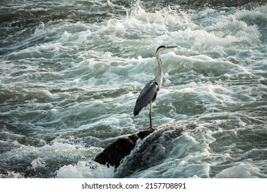 Lonely heron standing on the rock in the middle of the strong Sava river current, preying for fish