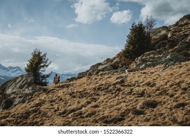 Lonely Hiker Is Going Beyond The Horizon Of Yellow Grass Meadow With Rocks And Pine Trees On It And  With Snowy Peaks Of The Mountains In Background And Blue Sky With Clouds Above Him