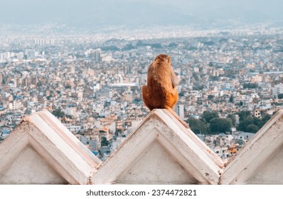 Lonely holy monkey sitting and enjoying an old Kathmandu city panorama. Swayambhunath or Monkey Temple, Nepal.