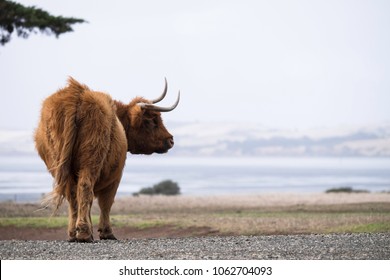 Lonely Horned Highland Cow At Churchill Island Heritage Farm, Phillip Island, Victoria, Australia