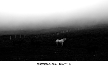 Lonely Horse - in a desolate pasture of Northern Iceland