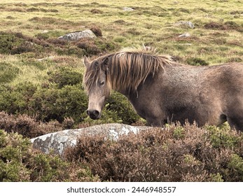 Lonely Horse at Dinas Cross