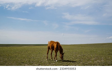 Lonely horse on a large field.