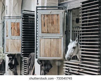 Lonely Horse In Spanish Riding School