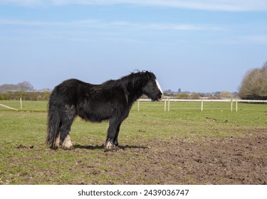A lonely horse standing in field. side profile of black horse facing to the right 