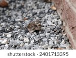 A lonely house sparrow chick sits on the pebbles on a house wall