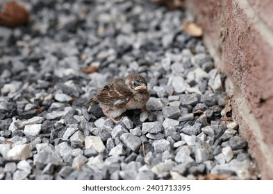 A lonely house sparrow chick sits on the pebbles on a house wall - Powered by Shutterstock