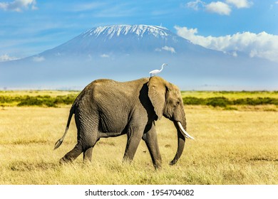 Lonely huge elephant grazes at the foot of famous Mount Kilimanjaro. Egret stands on the head of an elephant. Africa. Fabulous journey to the African savannah.