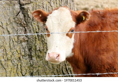 A Lonely Jersey Calf Stands Isolated And Alone Behind Barbed Wire Fencing. 